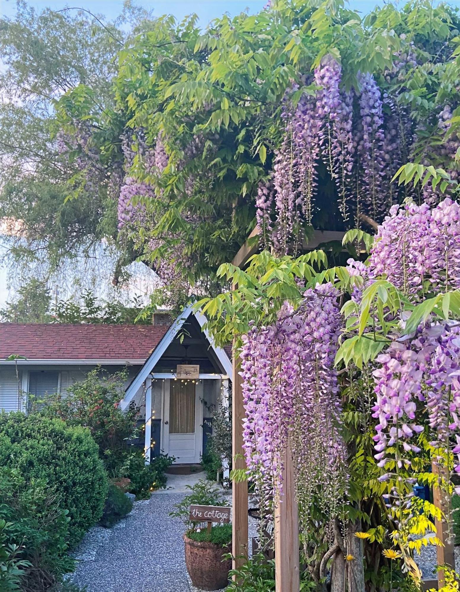 Wisteria Guest House Ganges Exterior foto